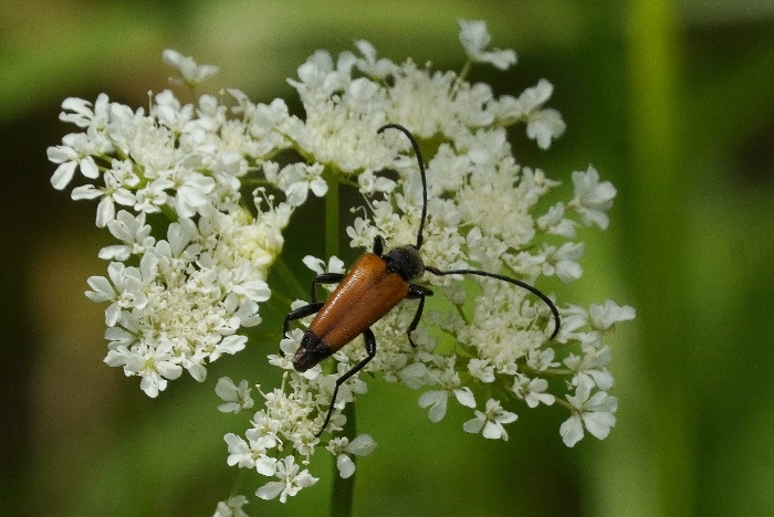 Cerambycidae: Paracorymbia fulva? S